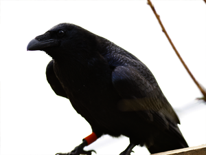 The female raven Juno