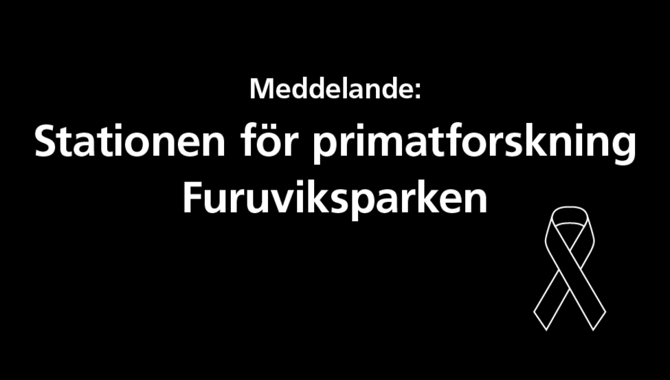 Bild med texten "Meddelande: Stationen för primatforskning - Furuviksparken"