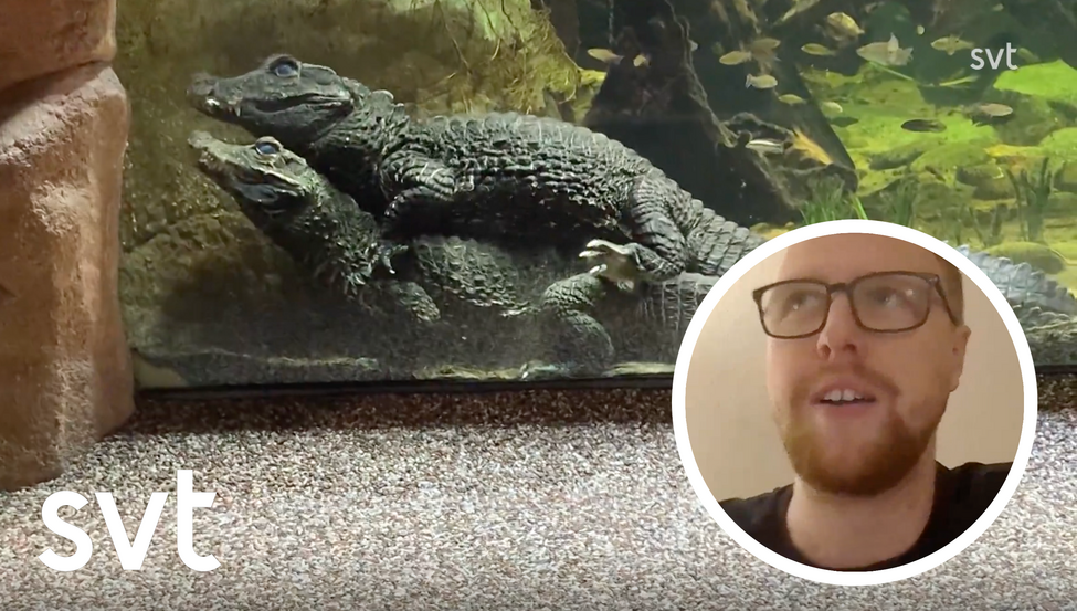 Krokodiler i parningsakt med infälld bild på Simon Grendeus.