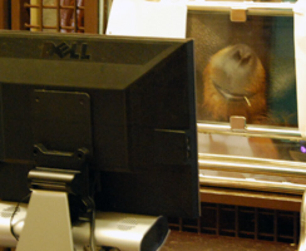Eyetracking Naong