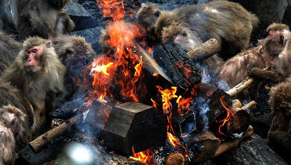Japanese macaques surround a bonfire on a cold winter’s day.