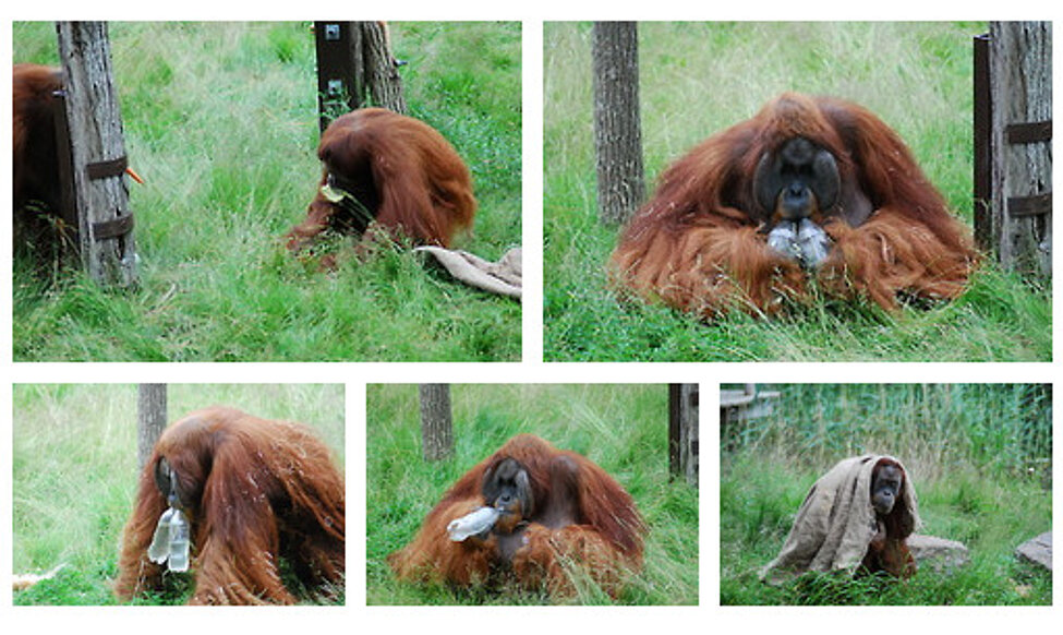 primate_photoblog