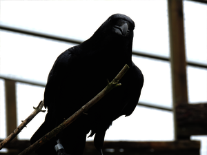 The male raven Siden
