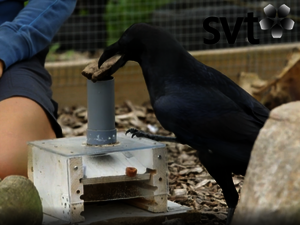 corvid_research_svtplay