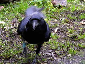 The male raven Rickard