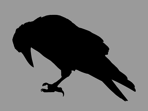 Dummy image of raven silhouette.