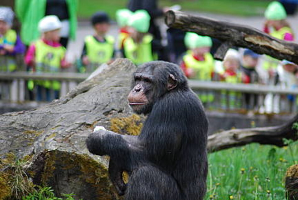 Chimpanzee - Furuviken Zoo - Photo by Tomas Persson