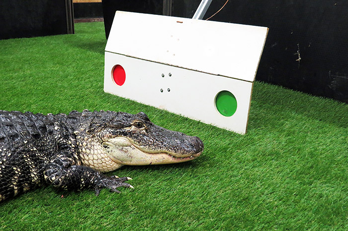 Crocodile