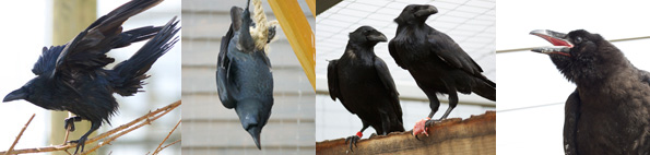 ravens