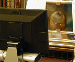 Image with an orangutan