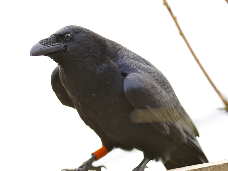 The female raven Juno