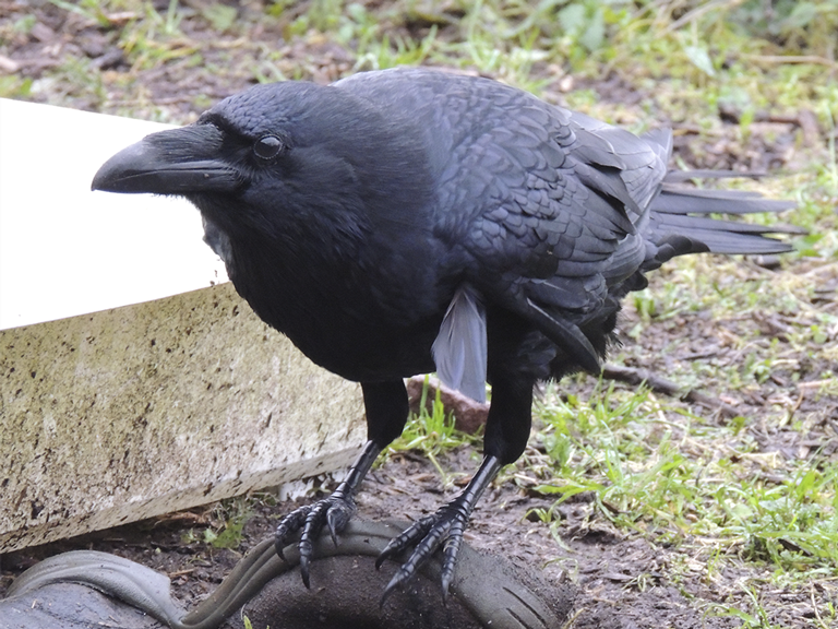 The female raven None