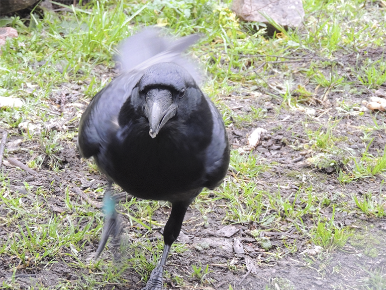 The male raven Rickard